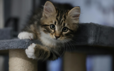 The Neuter and Spay Basics for Frisco Pet Owners