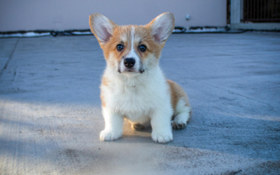 What Should I Know About Getting My Pet Vaccinated?