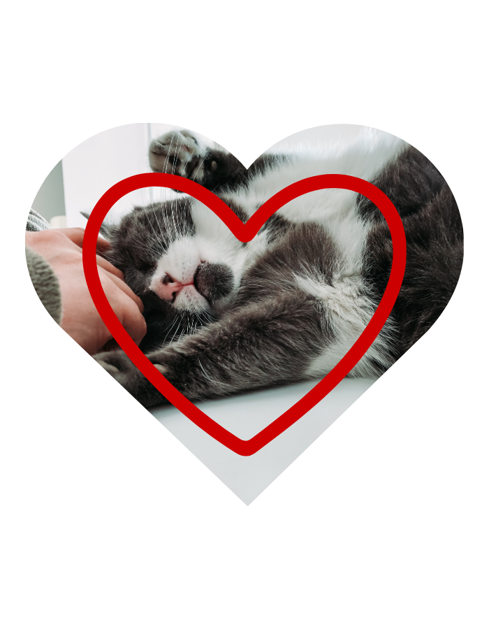 Preventive vet services in Frisco, TX at PetNest Animal Hospital for dogs and cats