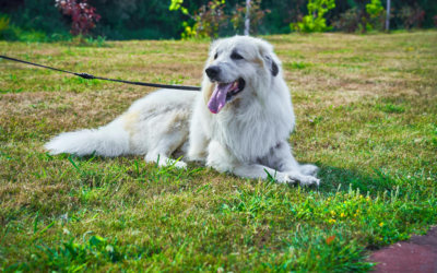 A Guide to Surgery for Pets in Frisco