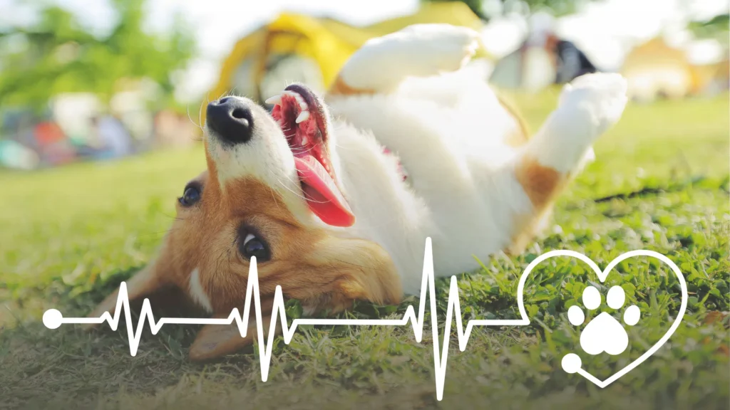PetNest EKG.png